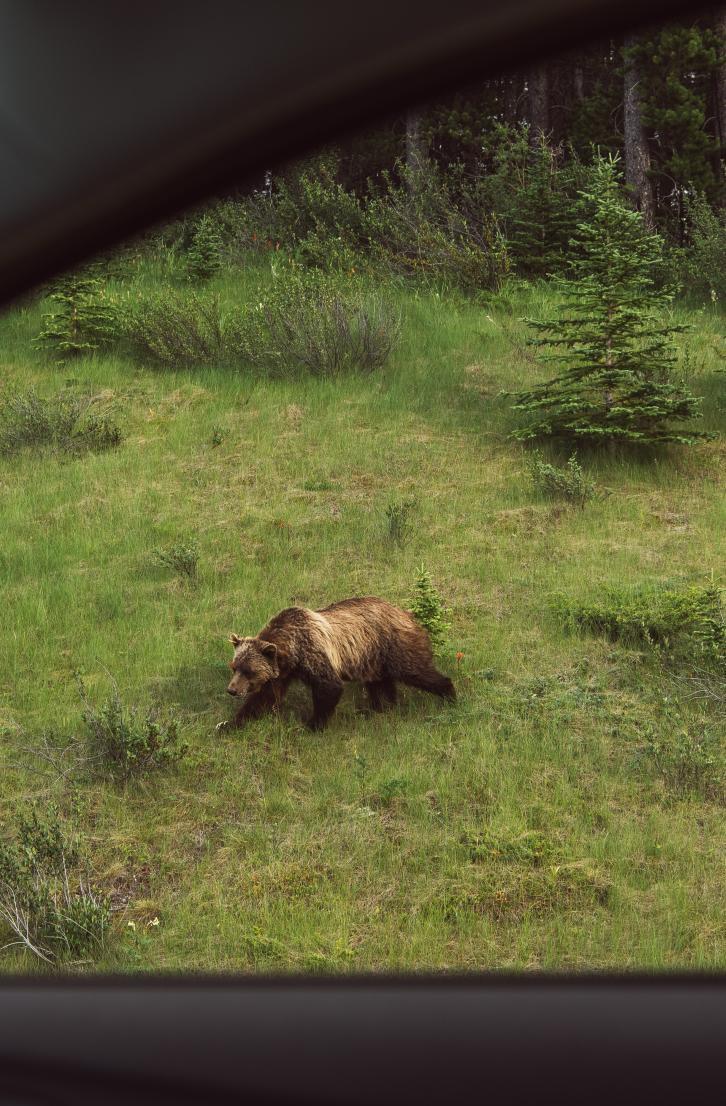 A bear is seen roaming the grass from a car window