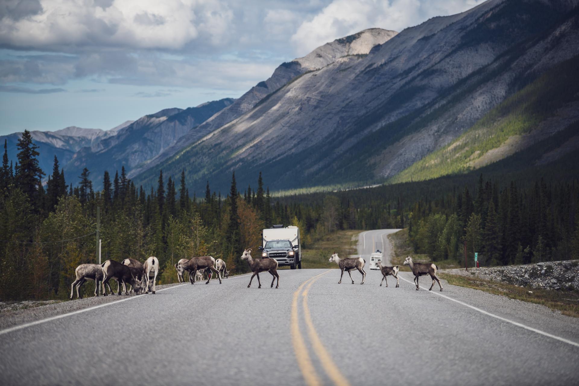 Goats crossing a road with mountains in the background