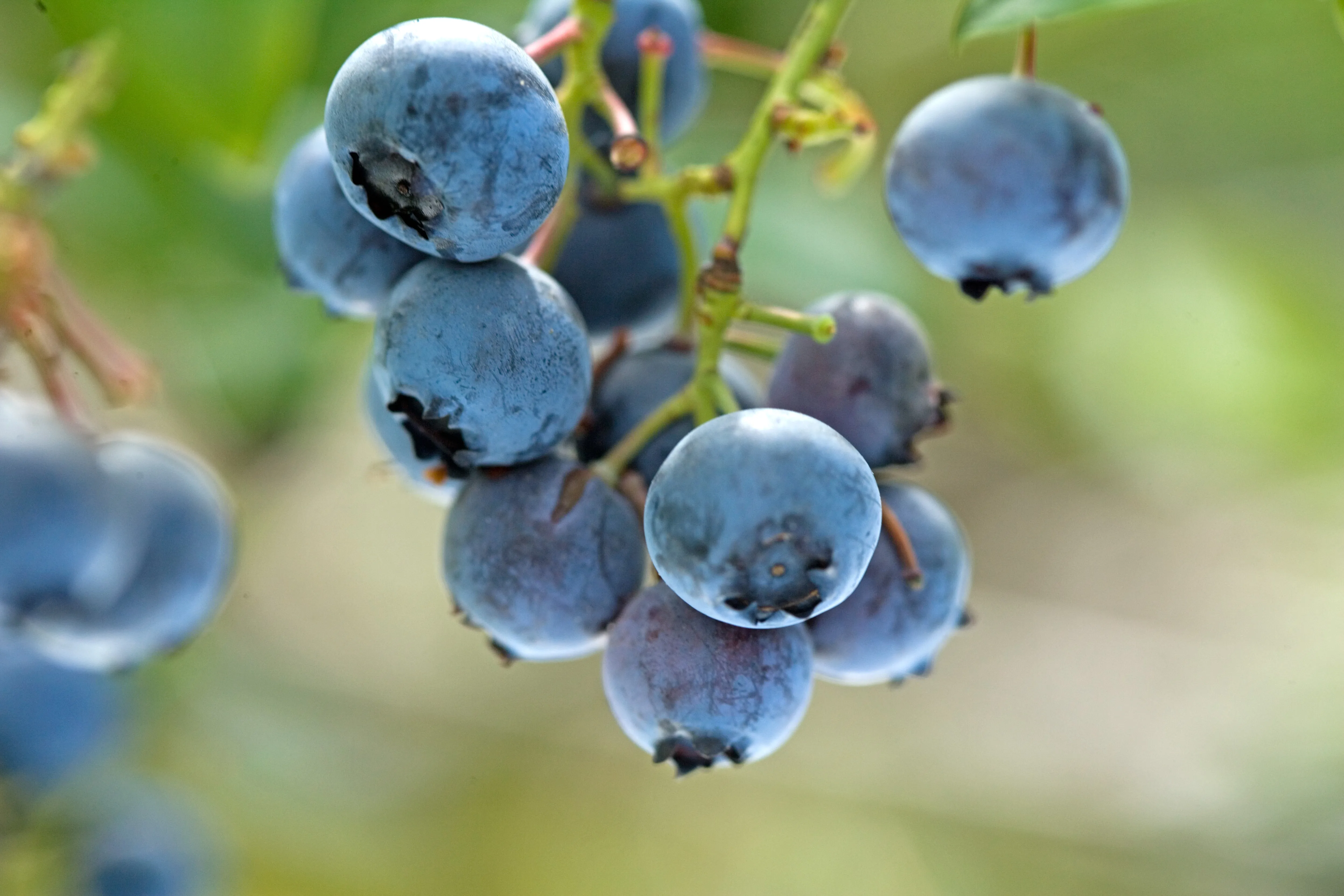 Blaubeeren